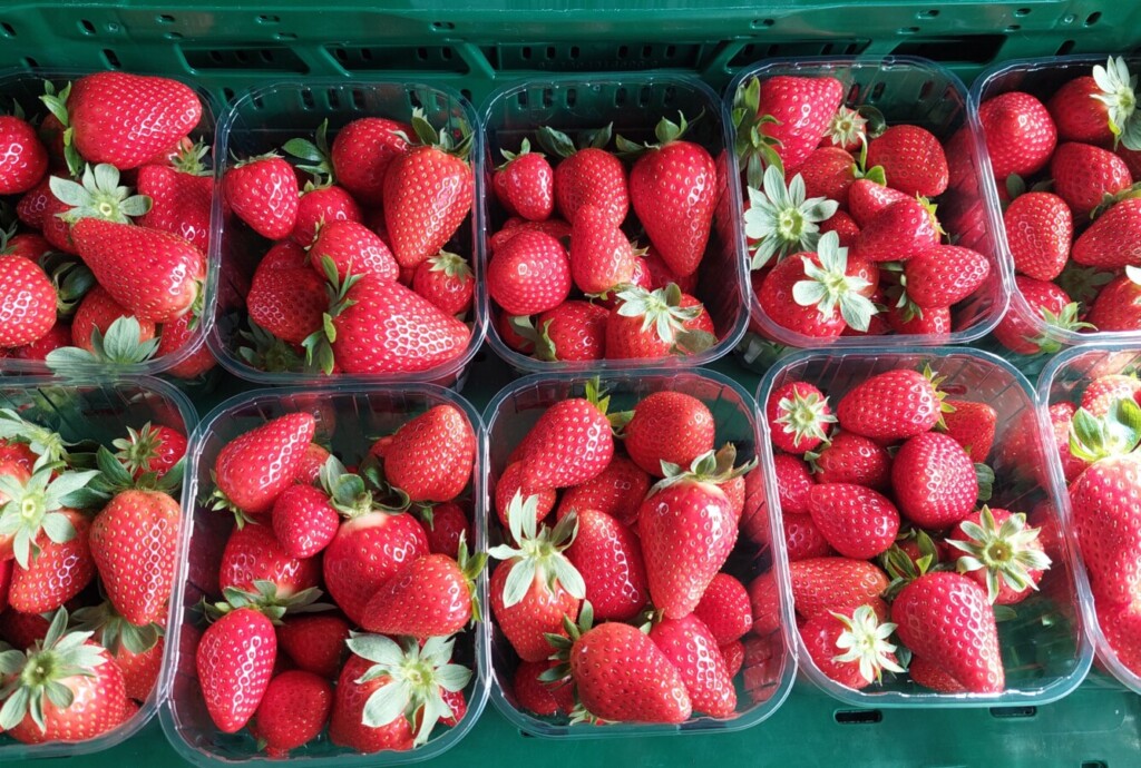 Aardbeien koningsdag avavieren