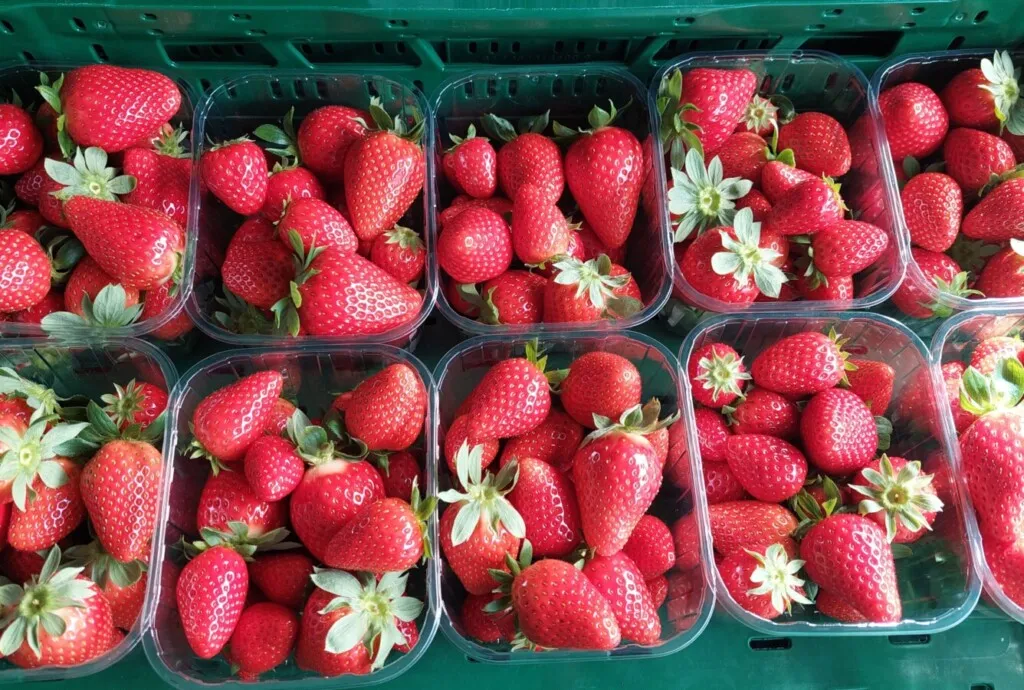 Aardbeien koningsdag avavieren